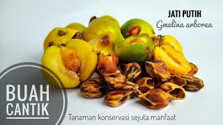 Gmelina arborea -si jati putih tanaman konservasi sejuta manfaat