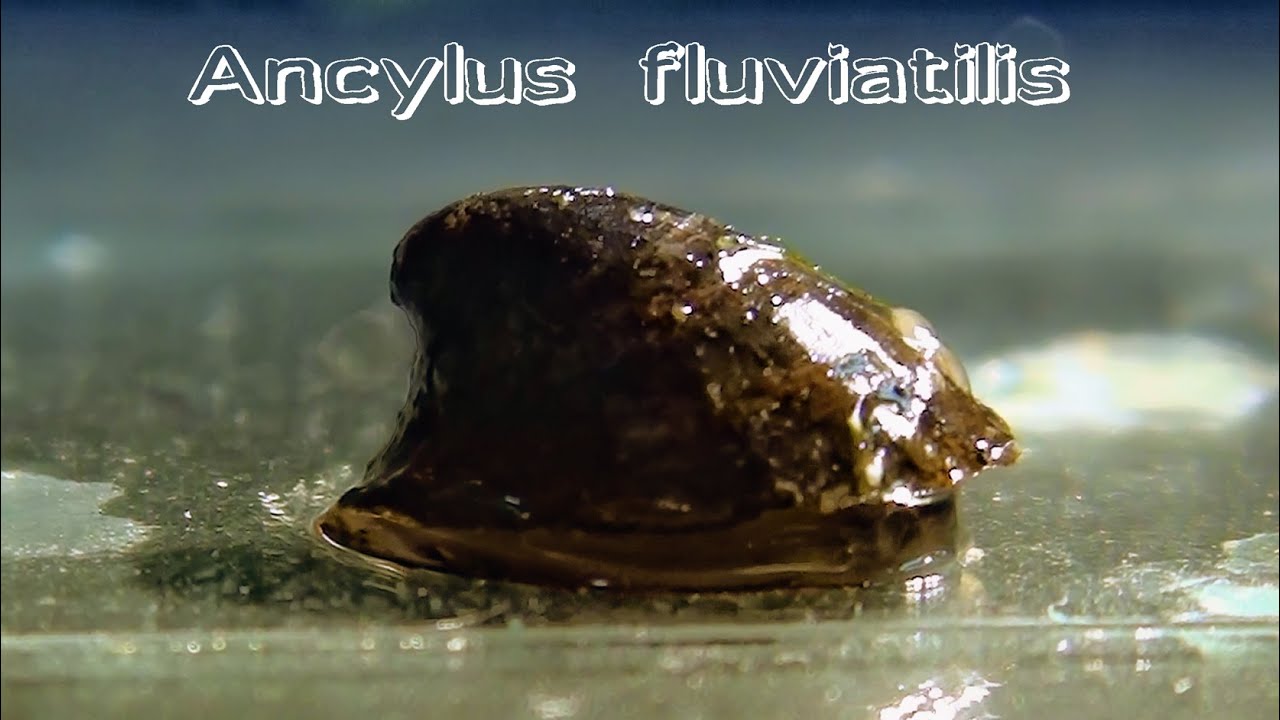 Ancylus YouTube