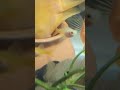 👉 “Cute Baby Parrot Fish Feeding Time 🐟😍” #aquarium #parrotfish