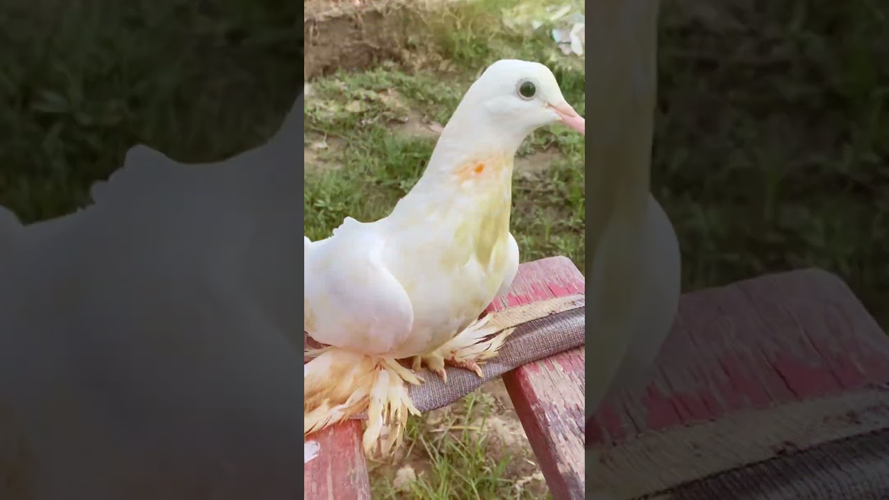 The Uncanny Antics of White Pigeons 