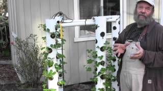 Carol and Andy decided to build this neat high rise strawberry tower with parts purchased from the hardware store. Pretty cool.