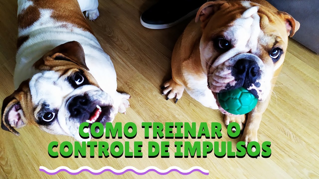 CONTROLE DE IMPULSOS COM DISTRAÇÃO PARA CÃES