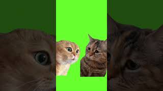 зеленый фон два кота #футаж #зеленыйфон #котыдлямонтажа #трендытиктока #смешное