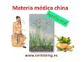 1. Juncia real. Planta medicinal china considerada mala hierba en occidente.  Medicina China
