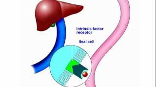 Vitamin B-12; New Understanding and Approach to an Old Problem