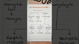 Production of WBC Made Easy | Hematopoiesis Explained | Nursing Notes for Exams 🩺