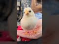 chimkrn #birdsofinstagram #bird #birb #birdslover #birds #chickens