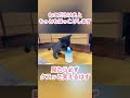 冷ましてる途中なのに…どうしてもミルクが飲みたい子猫