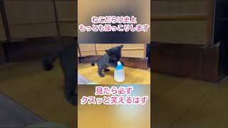 冷ましてる途中なのに…どうしてもミルクが飲みたい子猫