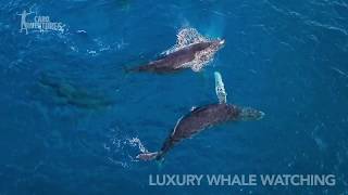 Luxury Whale Watching