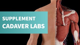 Course: Cadaveric Images