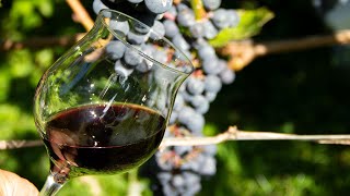 Как улучшить качество винограда, если он не набрал нужных кондиций для вина.