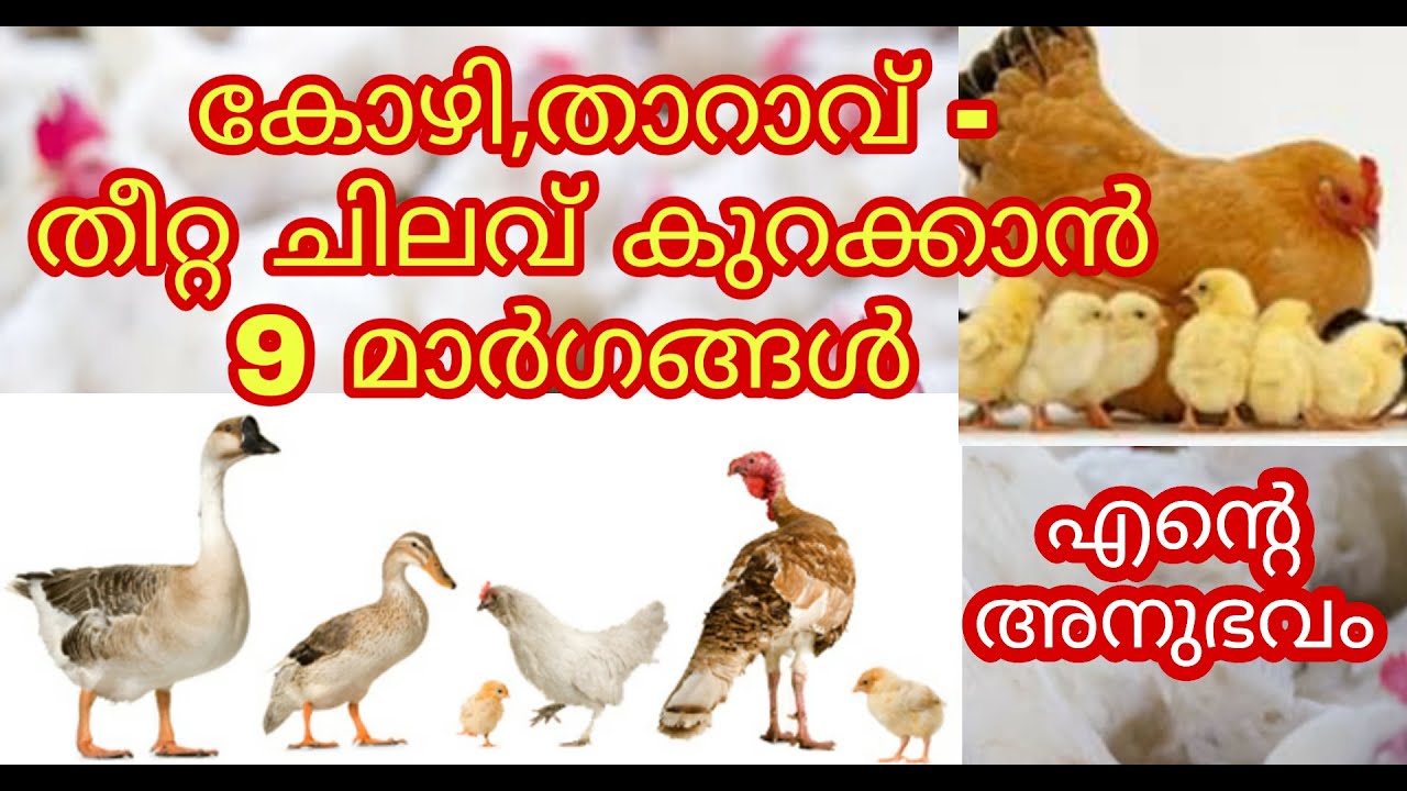9 Tips to reduce poultry feedcoast| karshika nurungukal