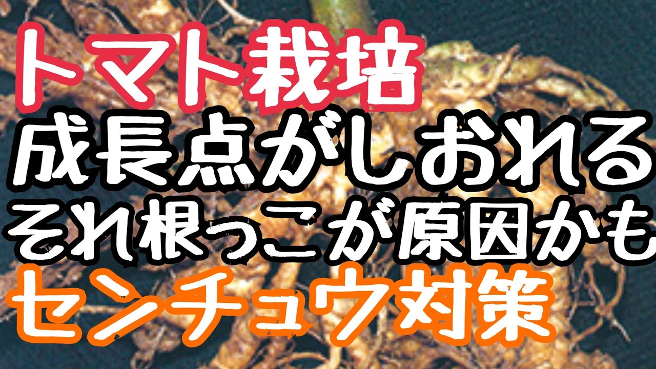 トマト栽培 高温で成長点がしおれる原因の一つ センチュウ対策に有効な有機肥料 ニーム Youtube