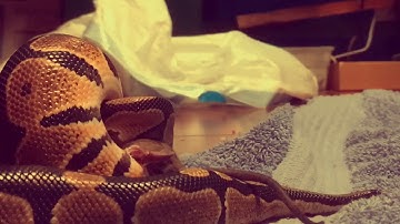 Ball python eating SLOW MOTION HIGH QUALITY