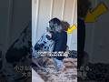 犬と子供の間に生まれた無条件の愛