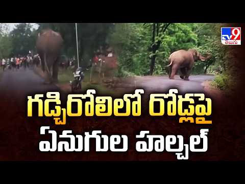 Elephants Roam Roads in Gadchiroli | గడ్చిరోలిలో రోడ్లపై ఏనుగుల హల్చల్ - TV9