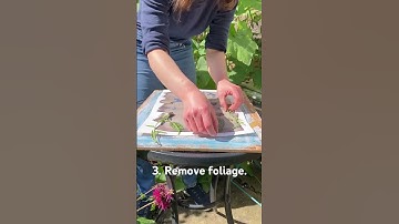 Creating A Late Summer Cyanotype Print