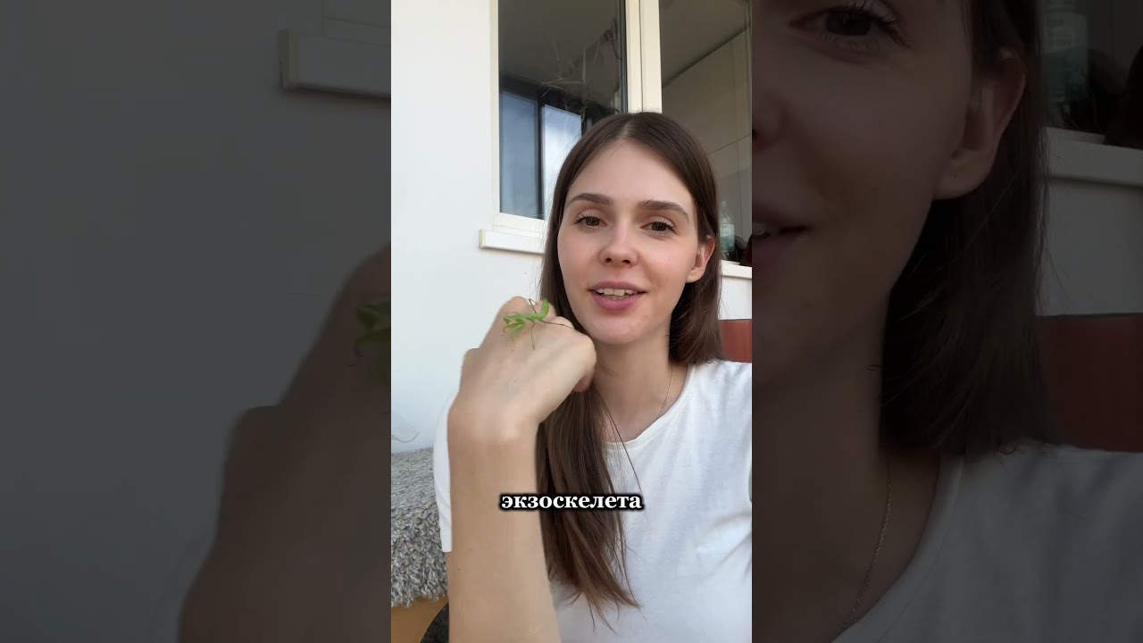 Размер богомола чееееек 😳 кот на фоне как обычно