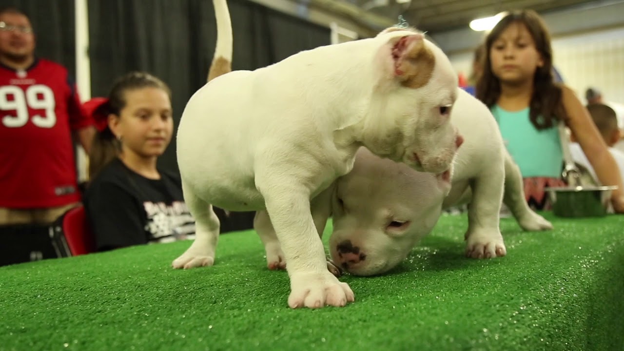 Bullyz Under The Lights 2 American Bully Dog Show YouTube