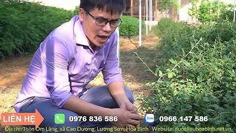 Bị Bệnh Gan Dùng Cà Gai Leo, Xạ Đen Hay An Xoa ?