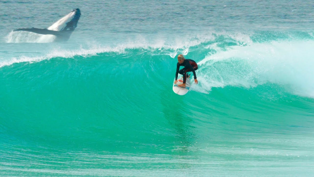 Having a Whale of a Time Duranbah Beach 8 September 2022