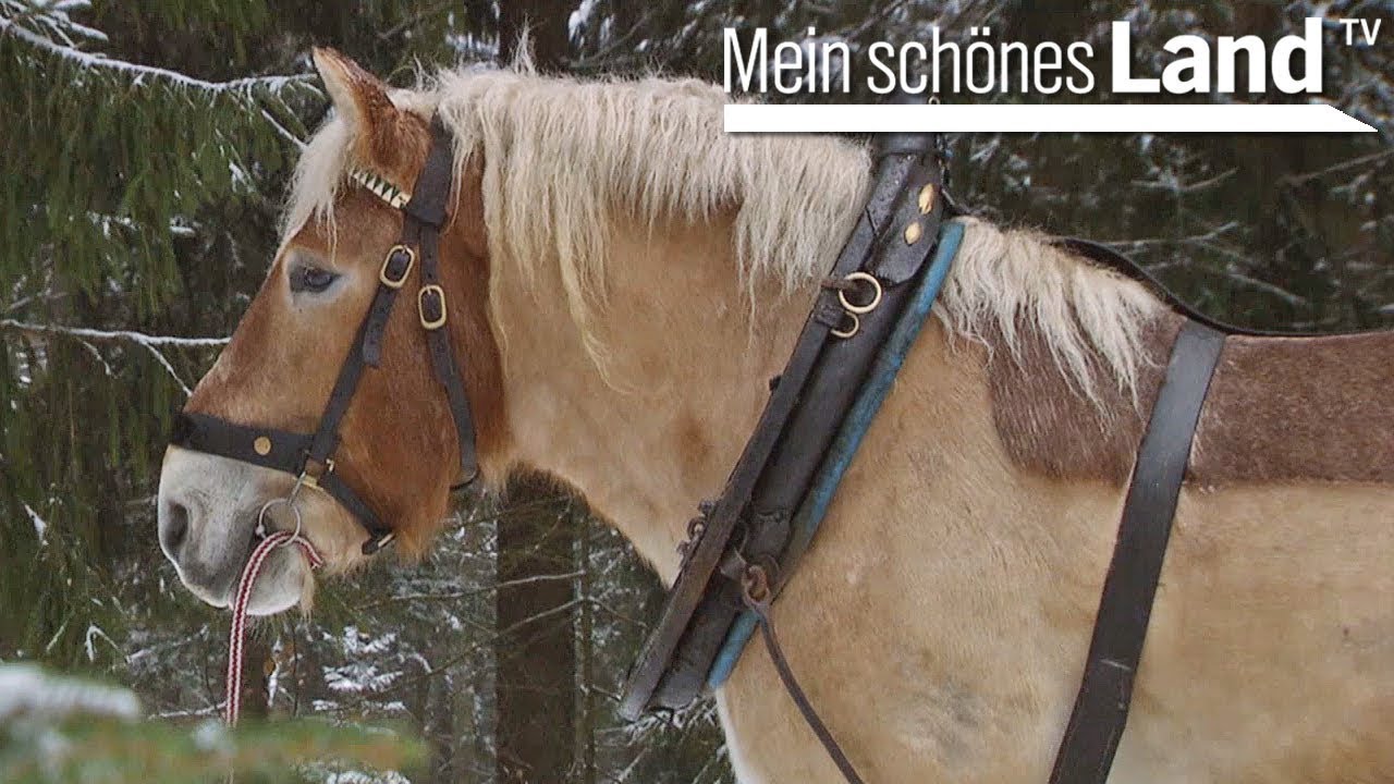 Rückepferde - ökologische Fortwirtschaft im Harz