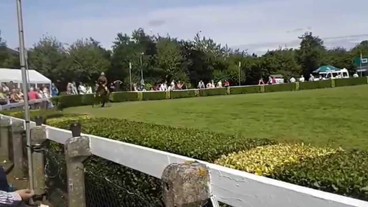 Pretty Bay Horse at Great Yorkshire Show 2014