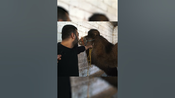 Deve, Aniden Saldırdı! (Sahibinin Ödü Patladı) #deve #camel #shorts