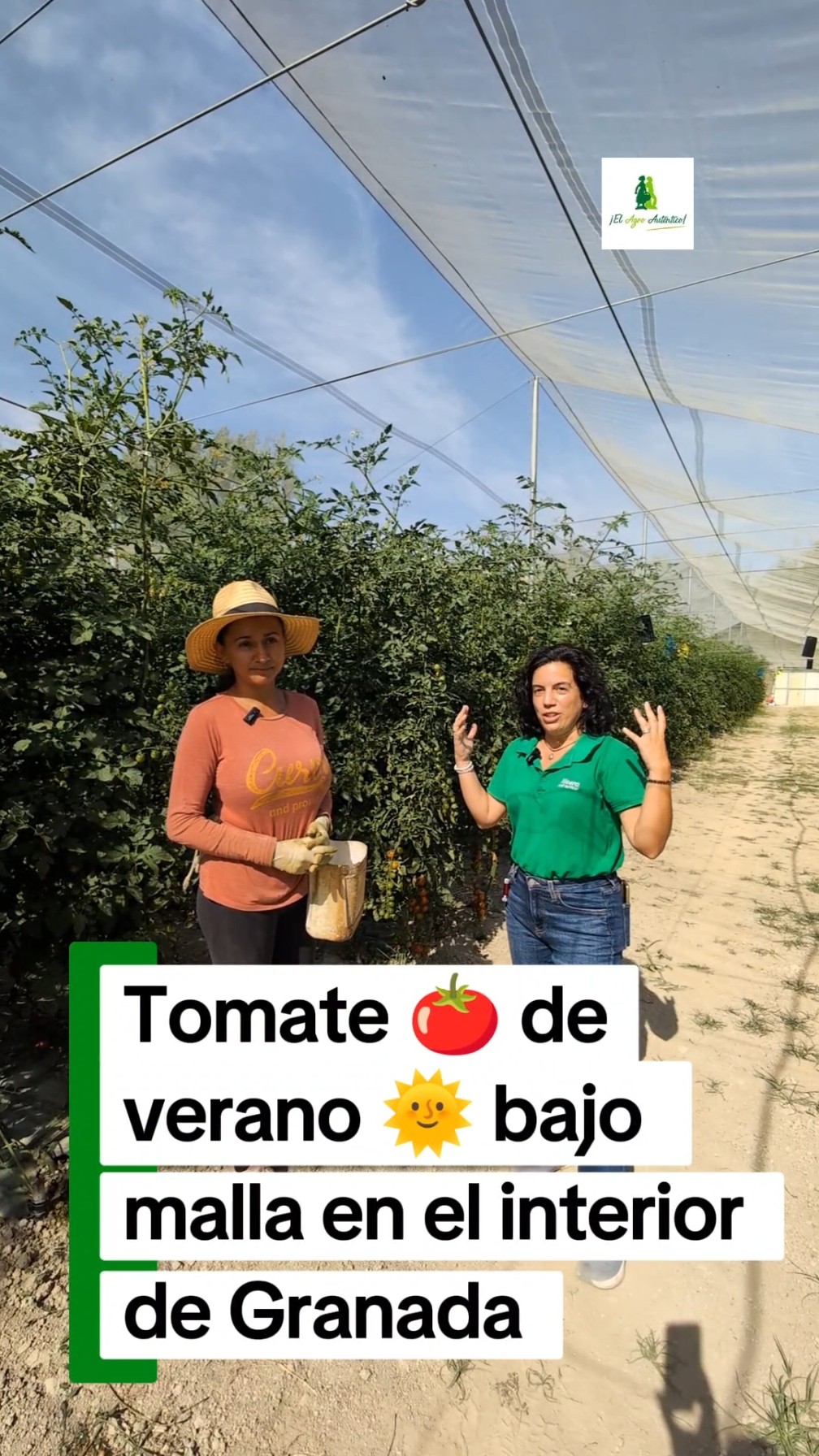 Tomate de verano bajo malla en el interior de Granada #agricultura #tomato #tomate
