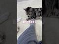 ピーちゃんに遊んでもらったら… #yoasobiアイドル #cat #猫 #猫のいる暮らし #ねこ #猫好きさんと繋がりたい #yoasobi