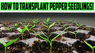 1 SIMPLE Method to TRANSPLANTING Pepper Seedlings Grown Indoors  Easy Steps for Success