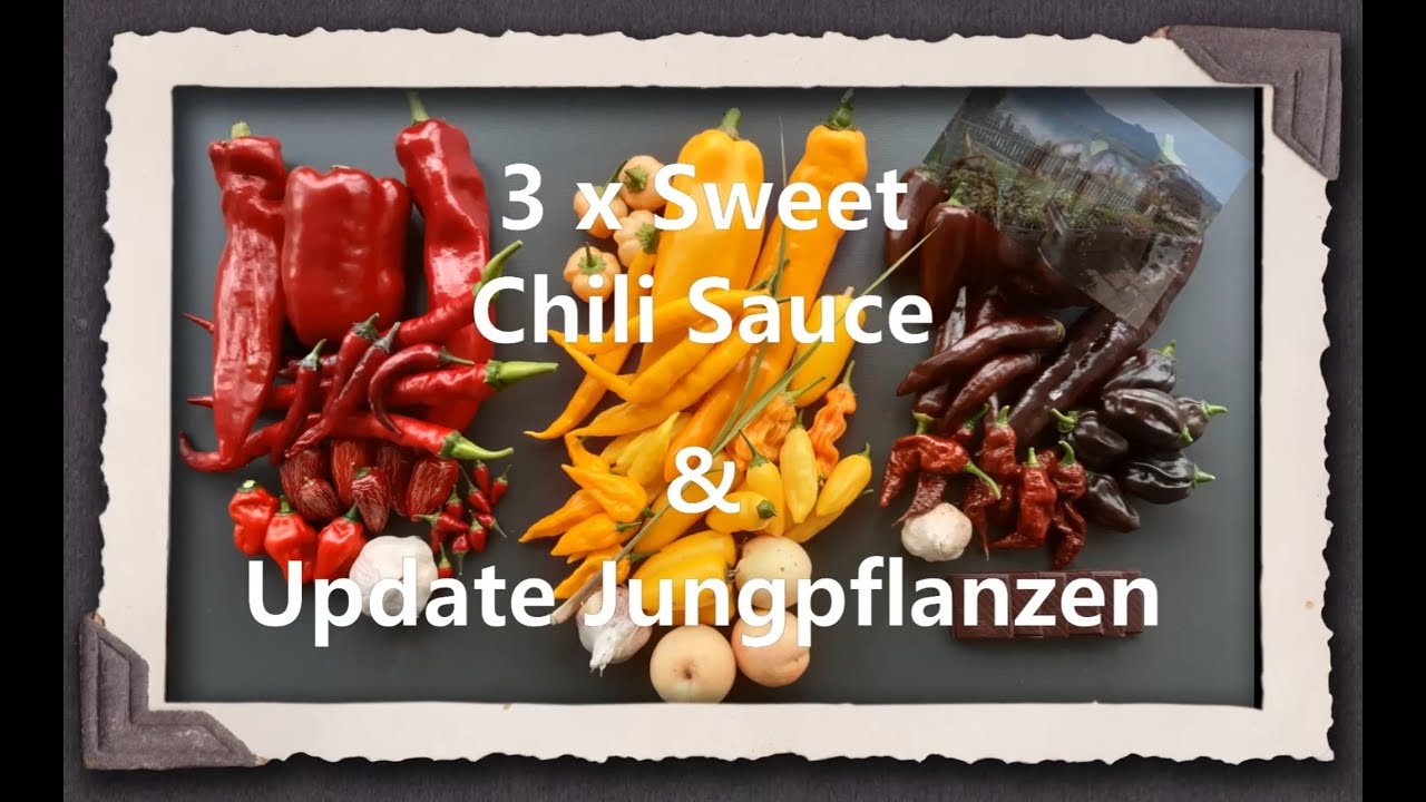 3x Sweet Chili Sauce & Update Jungpflanzen