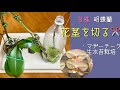 2026年5月7日 胡蝶蘭 マザーチークB株の花茎を切る✂️ 生水苔栽培 花芽は順調に成長中