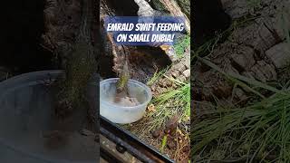 Emrald swift feeding