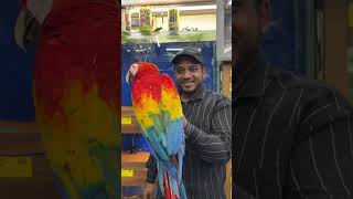 1 Scarlet Macaw, 1000 Reasons to Be Amazed! 🦜❤️💛💙