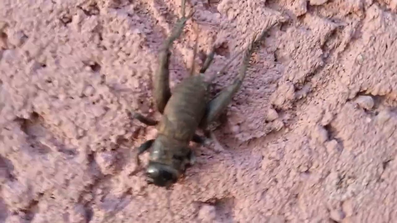 Gryllidae crickets கிரிக்கெட் Grillos コオロギ科 귀뚜라미과 Dế mèn