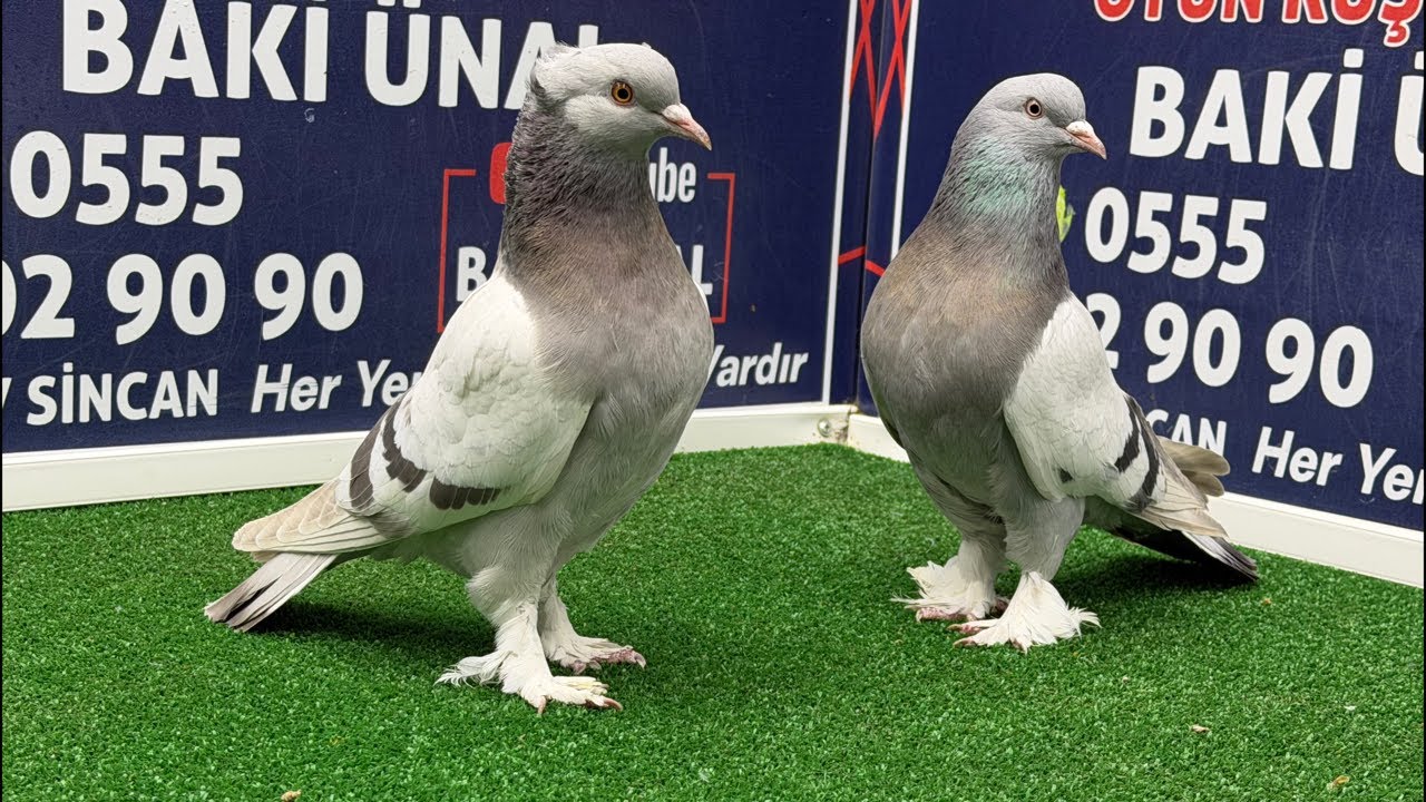 🏆❗👑 Canlı Güvercin Mezatı #Mezat BAKİ ÜNAL 🏆❗👑
