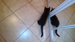 Грецкий Орех, Любимая Игрушка Красавчика Лёвочки. Walnut, The Favorite Toy Of Handsome Levochka.