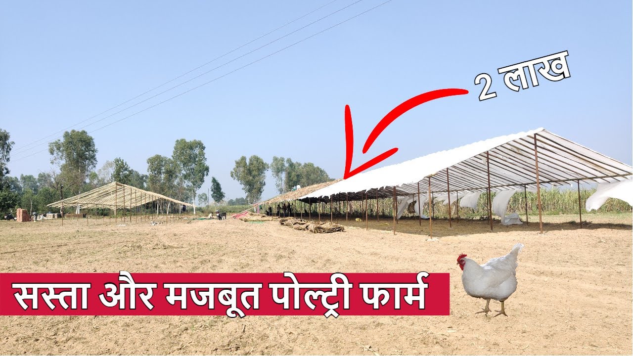 Как построить птицеферму на 6000 кур дёшево и эффективно? #строительствоптицефермы #птицеводчески...