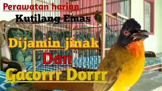 Perawatan burung kutilang emas harian