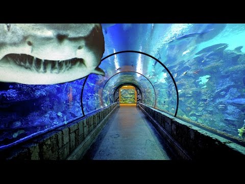 mandalay bay aquarium