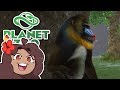 The King of MANDRILLS Arrives!! 🐼 Daily Planet Zoo! • Day 31