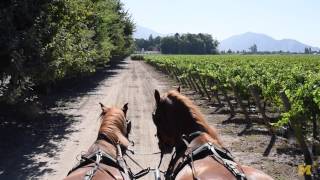 Marketing the Wines of Chile @UMNewsService