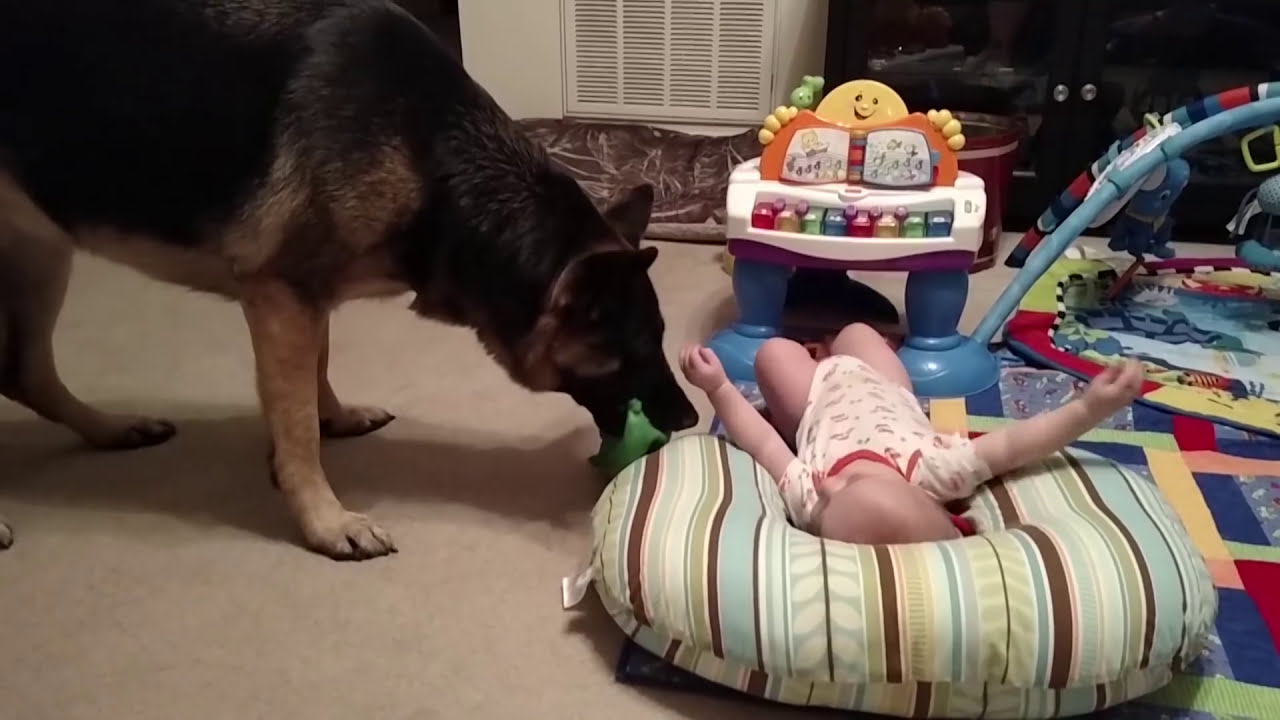 Baby and German Shepherd Play Together YouTube