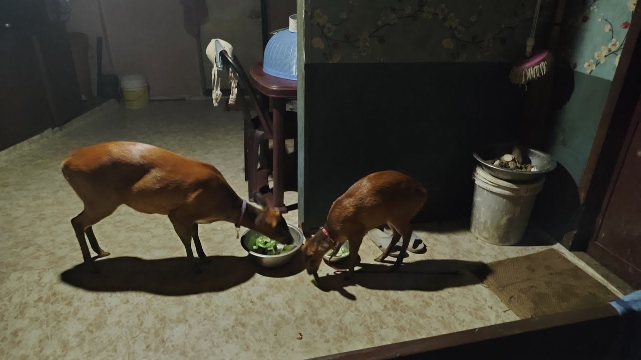 Khitei found chaw ei