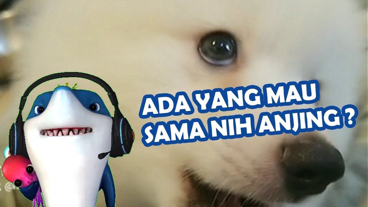 ADA YANG MAU SAMA NIH ANJING ?  - Hiyu Official