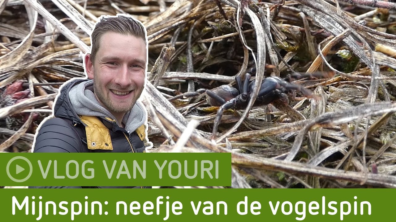 De mijnspin! | Planken Wambuis