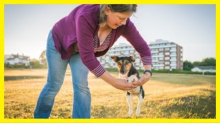 How to teach your Dog to Jump Through Your Arms by Kathleen Tepperies CTDI, CAP3, FSG1 253 views 2 months ago 2 minutes, 8 seconds