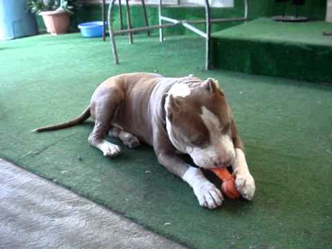 juguetes pitbull